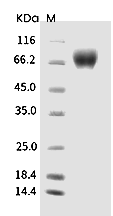 ICAM-1/CD54 Protein, Human, Recombinant (aa 1-480,DDDDK)