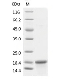 IL-18 Protein, Human, Recombinant