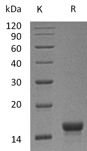 SCF Protein, Mouse, Recombinant
