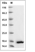 IL-20 Protein, Human, Recombinant