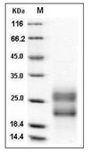 R-Spondin 3/RSPO3 Protein, Human, Recombinant (aa 1-146, His)