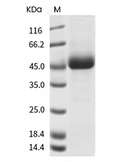 SIRP gamma Protein, Human, Recombinant (His)