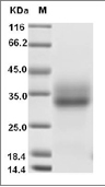 4-1BB/CD137/TNFRSF9 Protein, Rhesus, Recombinant (His), Biotinylated