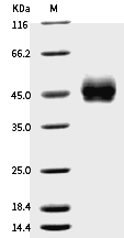 ICOS Protein, Mouse, Recombinant (hFc)