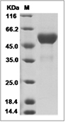 TL1A/TNFSF15 Protein, Human, Recombinant (hFc)
