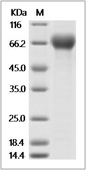 LILRA6 Protein, Human, Recombinant (His)