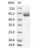 IL-T3 Protein, Human, Recombinant (hFc)