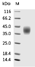 PD-L2 Protein, Human, Recombinant (His)