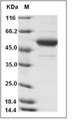 BAFF/TNFSF13B Protein, Human, Recombinant (Avi & Fc), Biotinylated