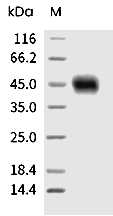 TROP-2 Protein, Mouse, Recombinant (His)