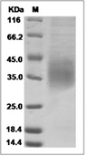 CD47 Protein, Mouse, Recombinant (His)