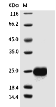 VEGF164 Protein, Mouse, Recombinant