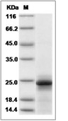 IL-6 Protein, Mouse, Recombinant