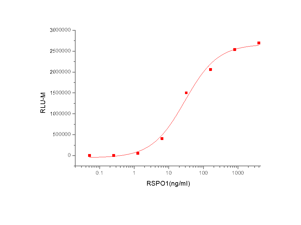 R-Spondin 1/RSPO1 Protein, Human, Recombinant