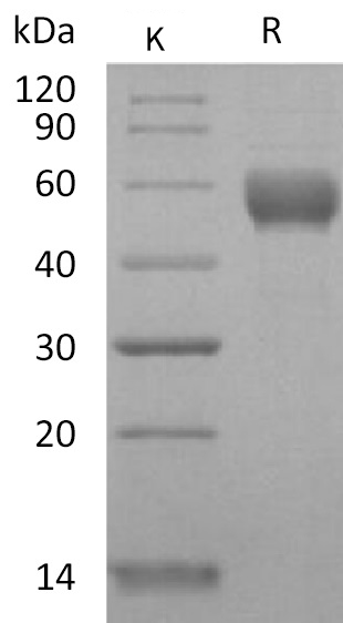 CD79B Protein, Human, Recombinant (hFc)
