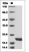 IL-11 Protein, Mouse, Recombinant