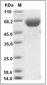 B7-H3 Protein, Human, Recombinant (His & Avi), Biotinylated