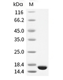 FGF-4 Protein, Human, Recombinant