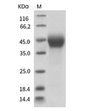 DKK1 Protein, Human, Recombinant (His)