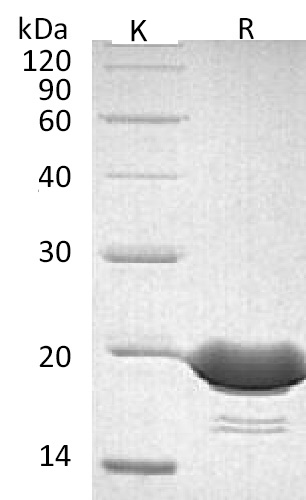 4-1BB Ligand/TNFSF9 Protein, Human, Recombinant (His)
