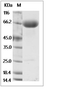PD-L2 Protein, Human, Recombinant (mFc)
