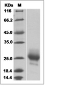 IL-3 Protein, Mouse, Recombinant