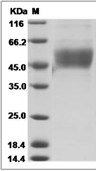 PD-L1 Protein, Rat, Recombinant (His)