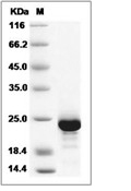 IL-11 Protein, Human, Recombinant