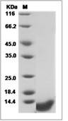 COL6A3 Protein, Human, Recombinant