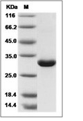 Mannan Binding Lectin/MBL2 Protein, Human, Recombinant