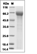 LILRA4/CD85g Protein, Human, Recombinant (His)