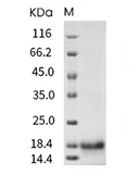 GDF-15 Protein, Human, Recombinant (His)