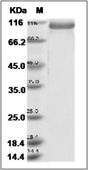 PCDH7 Protein, Human, Recombinant (His)