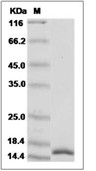 IL-17F Protein, Human, Recombinant (aa 31-163)