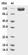 LILRA1/LIR-6/CD85i Protein, Human, Recombinant (hFc)