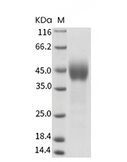 CLEC12A/MICL/CLL-1 Protein, Human, Recombinant (His)