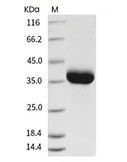 Granzyme B/GZMB Protein, Human, Recombinant (His)