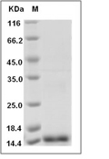 PLGF/PGF Protein, Human, Recombinant (aa 19-149)