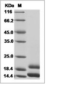 MCP-1/CCL2 Protein, Human, Recombinant (His)