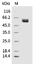 CD39 Protein, Mouse, Recombinant (His)