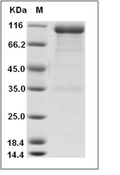 ANGPT1/Angiopoietin-1 Protein, Human, Recombinant (hFc)