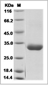 BTN3A2 Protein, Human, Recombinant (His)