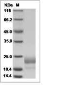 CTLA-4 Protein, Human, Recombinant