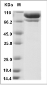 Complement C2 Protein, Human, Recombinant (His)