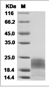 PDGFB Protein, Human, Recombinant (His)