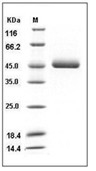 Renin Protein, Human, Recombinant (His)