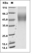 CD19 Protein, Cynomolgus/Rhesus, Recombinant (His), Biotinylated