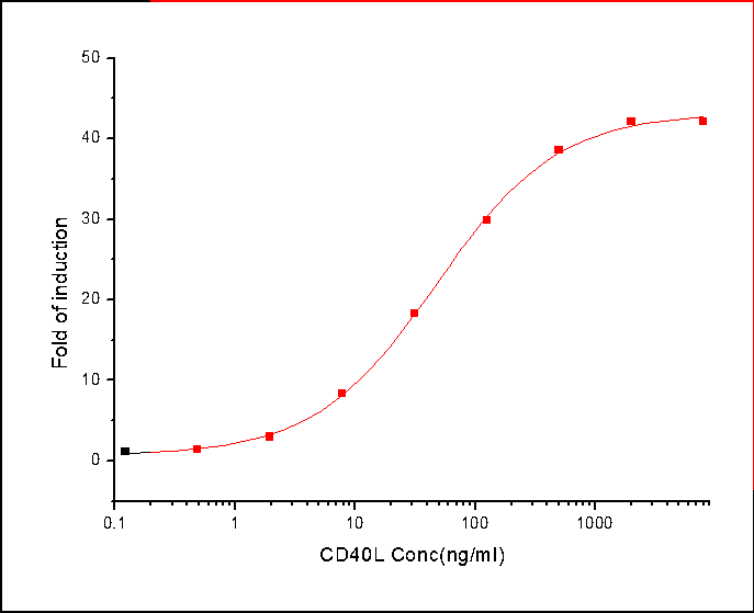 CD40 Ligand Protein, Human, Recombinant (hFc)