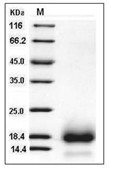 CD59 Protein, Human, Recombinant (His)