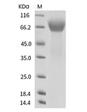 B7-H3 Protein, Human, Recombinant (His)
